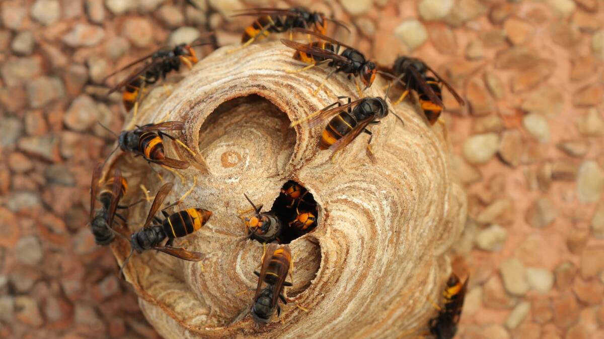 Frelons asiatiques : comment les pi&egrave;ges s&eacute;lectifs prot&egrave;gent la biodiversit&eacute; ? Cernay