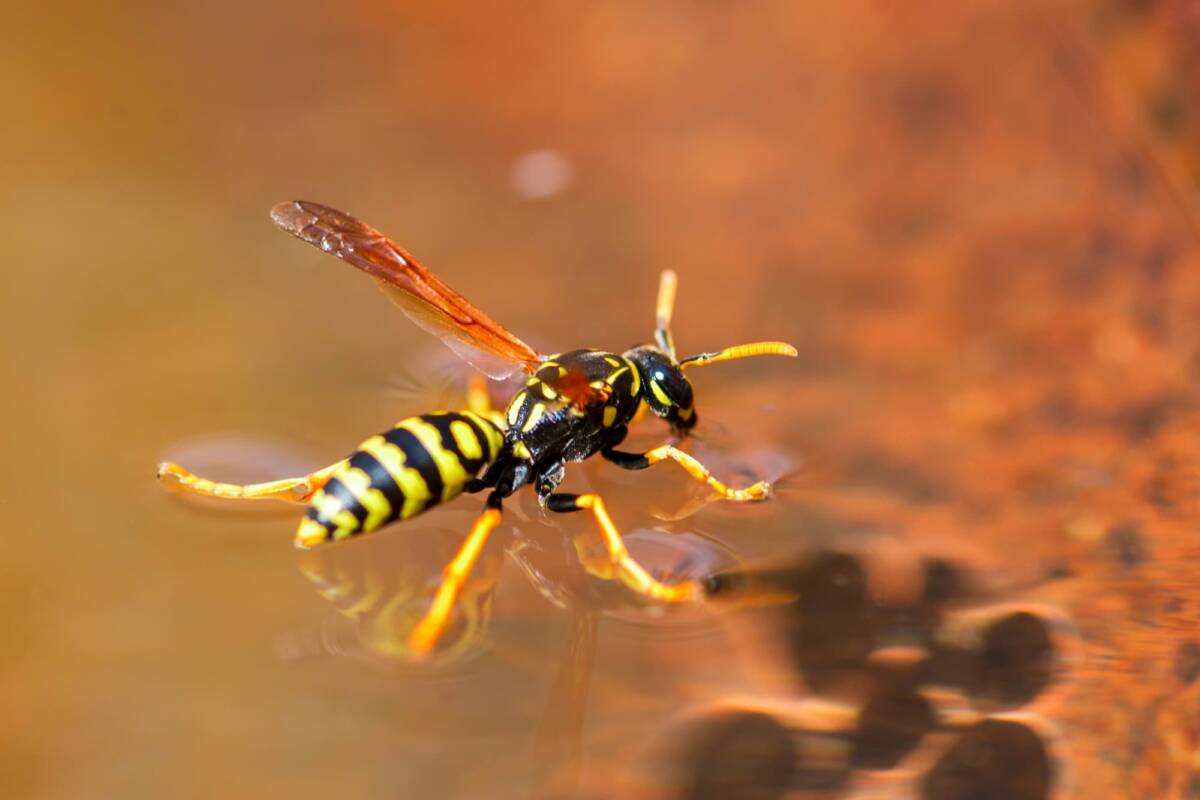 Quels sont les meilleurs moyens naturels pour &eacute;loigner les gu&ecirc;pes et frelons de votre jardin ? Belfort