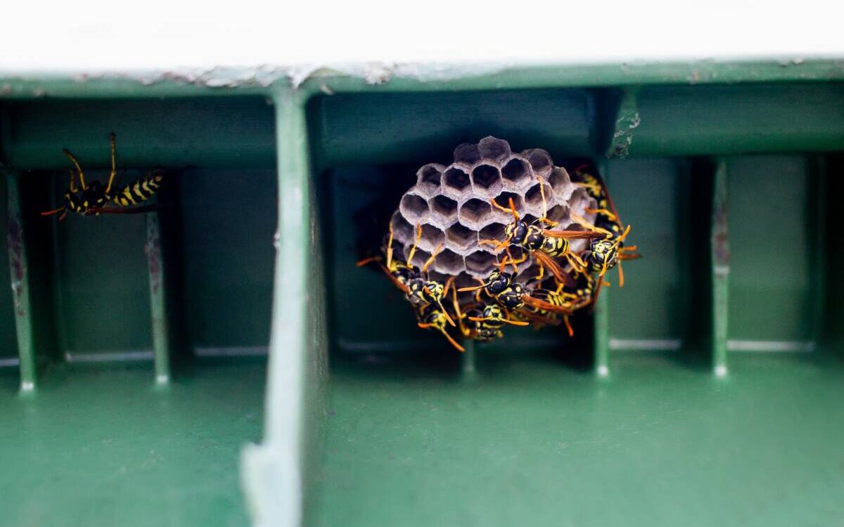 GUEPE_POUBELLE 1200X750 | KD Pro Pourquoi les guêpes tournent autour des poubelles en été ? Saint-Dié-des-Vosges