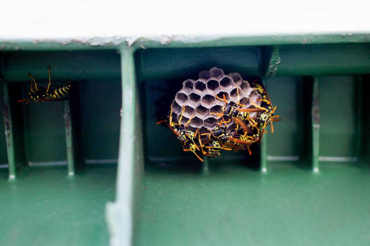Pourquoi les gu&ecirc;pes tournent autour des poubelles en &eacute;t&eacute; ? Saint-Di&eacute;-des-Vosges