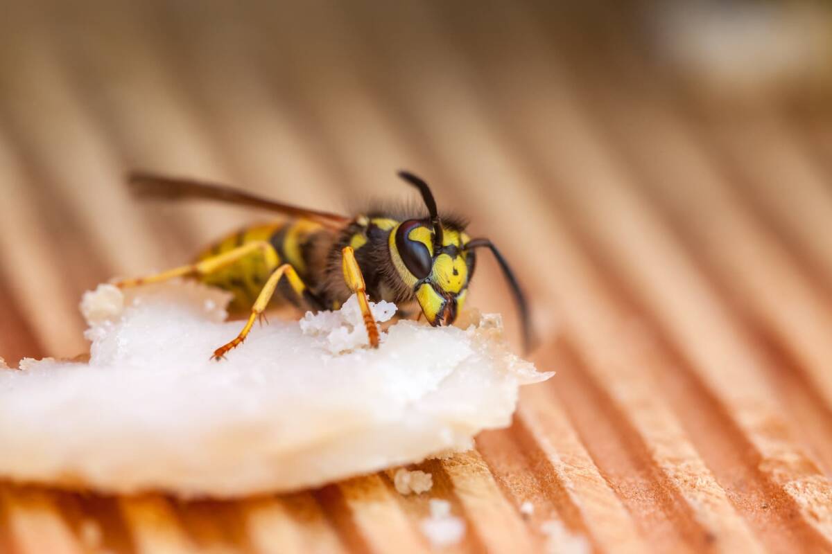 Comment prot&eacute;ger une terrasse ou un balcon des attaques de gu&ecirc;pes pendant l&rsquo;&eacute;t&eacute; ? S&eacute;lestat