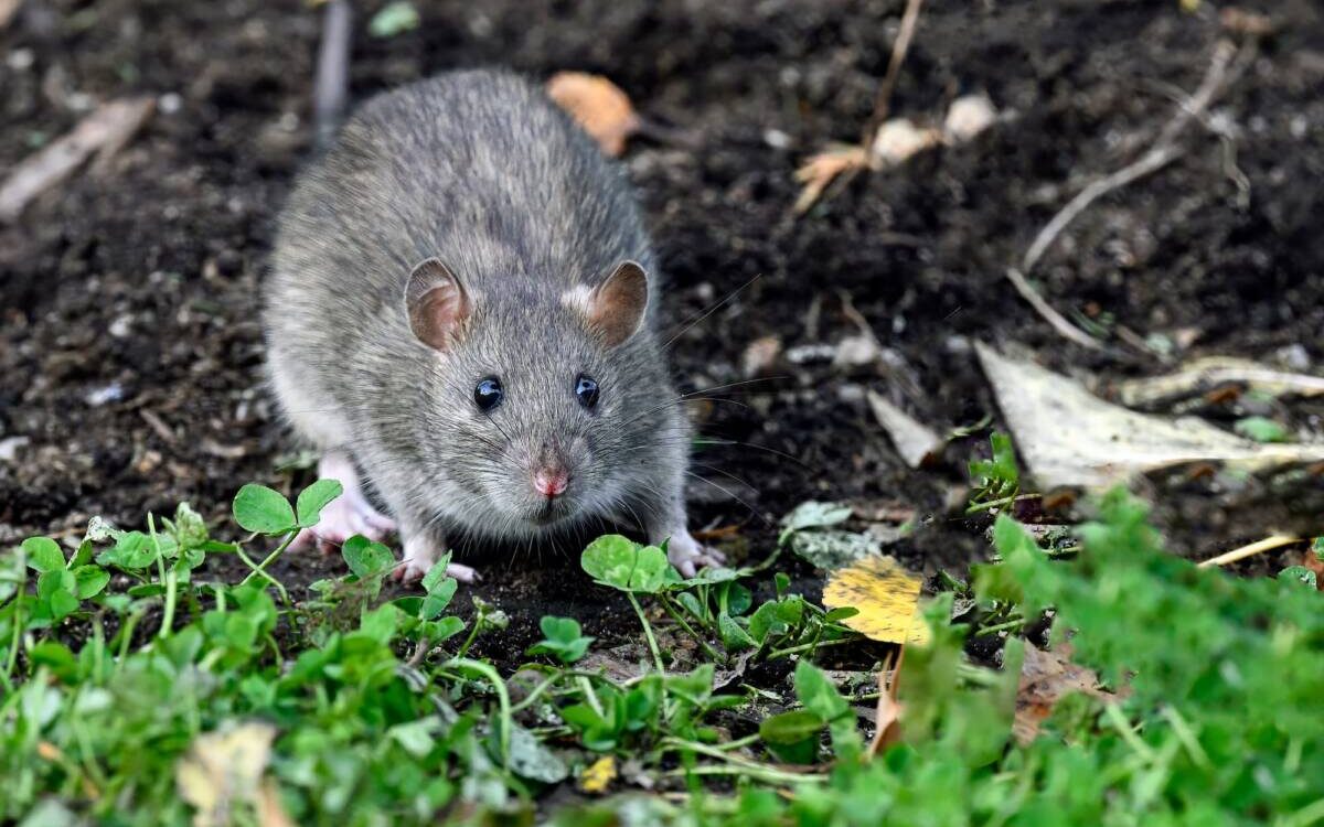 RAT_JARDIN 1200X750 | KD Pro Pourquoi les rats s’introduisent dans les jardins dès la fin de l’été ? Illzach