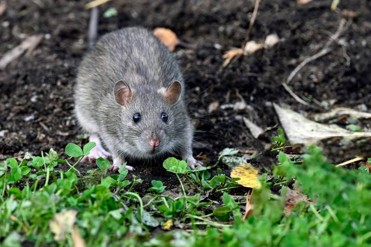 Pourquoi les rats s&rsquo;introduisent dans les jardins d&egrave;s la fin de l&rsquo;&eacute;t&eacute; ? Illzach