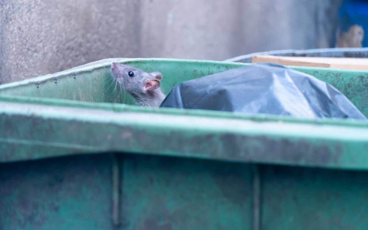 RAT_DERATISATION 1200X750 | KD Pro Pourquoi voit-on parfois des rats en plein jour ? Faut-il s’inquiéter ? Belfort