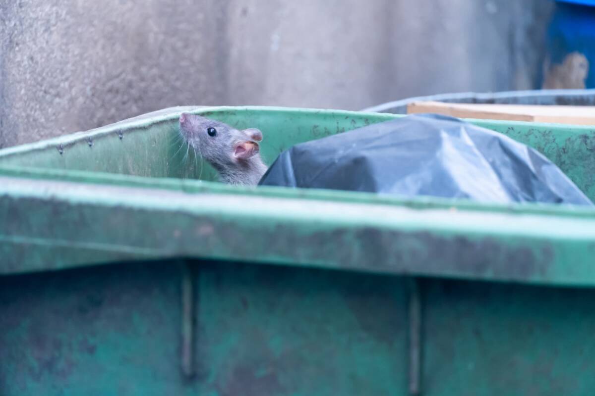 Pourquoi voit-on parfois des rats en plein jour ? Faut-il s&rsquo;inqui&eacute;ter ? Belfort