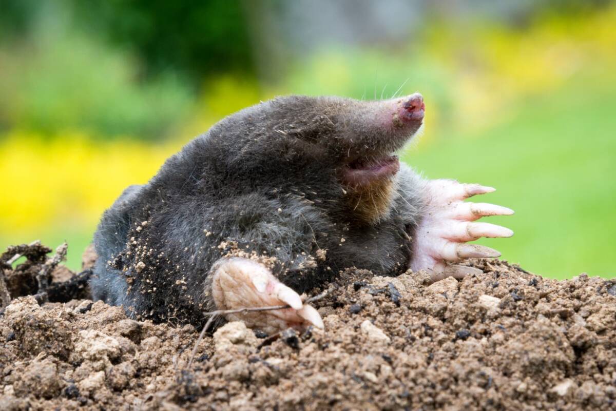 Les taupes creusent-elles davantage apr&egrave;s les pluies d&rsquo;automne ? Belfort